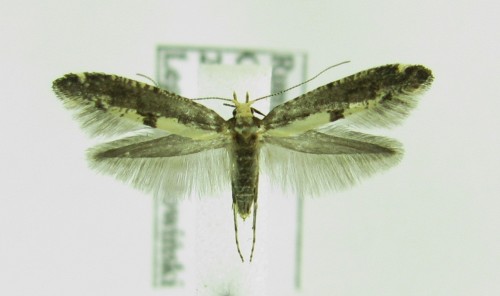 Argyresthia conjugella, ale jeszcze sprawdzę