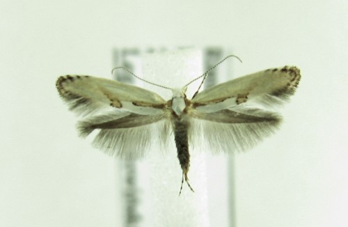 Argyresthia bonnetella