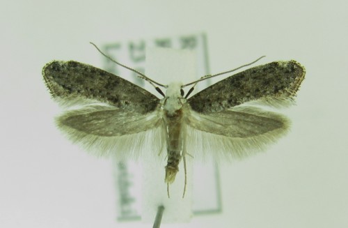 Paraswammerdamia sp.