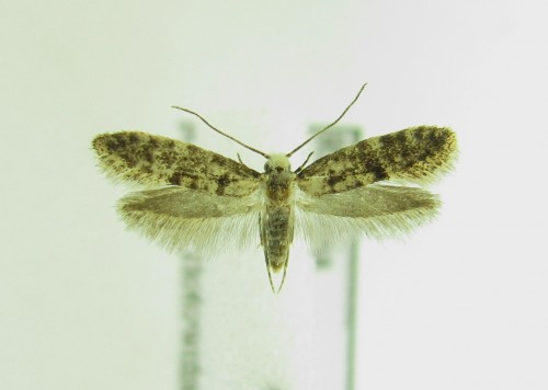 R-na Tineidae