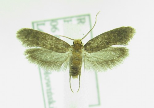 R-na Tineidae