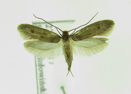 R-na Tineidae (cf. Tinea steueri)