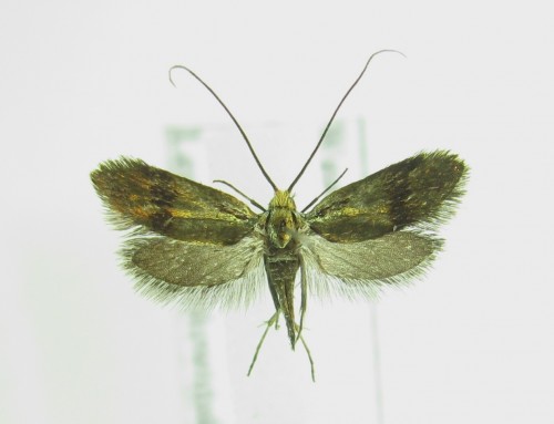 cf. Nemophora prodigellus