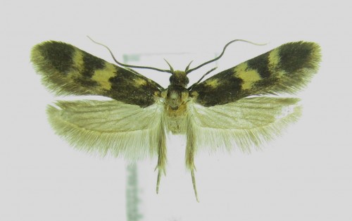 Oegoconia caradjai