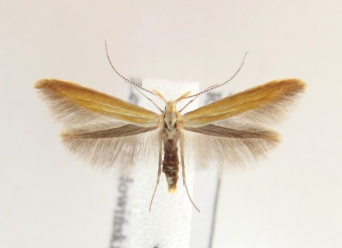 Coleophora colutella