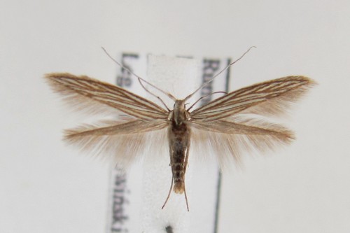 Coleophora serpylletorum