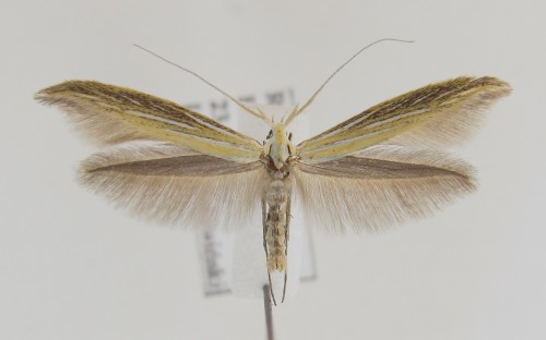 Coleophora ornatipennella