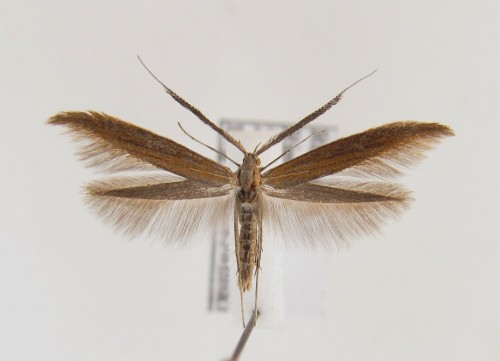 Coleophora wockeella