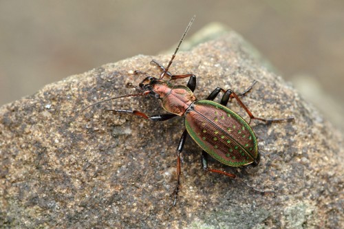 03 Carabus.jpg