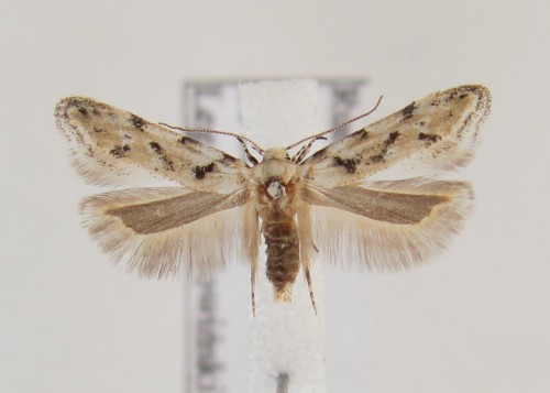 Parastenolechia nigrinotella