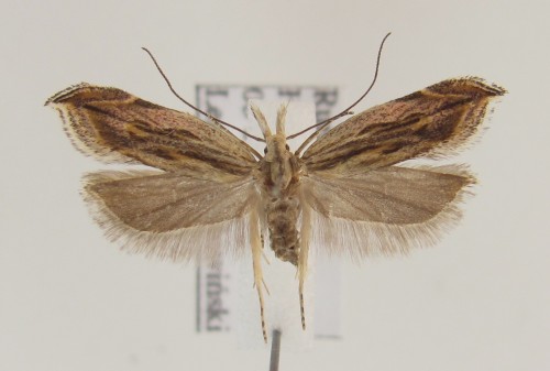 Sophronia illustrella