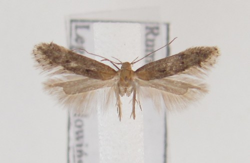 Stomopteryx remissella