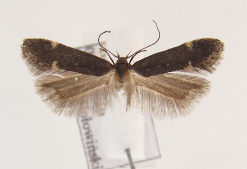 Stomopteryx hungaricella