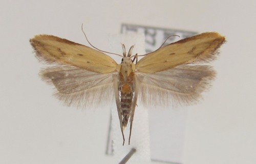 Mesophleps silacella