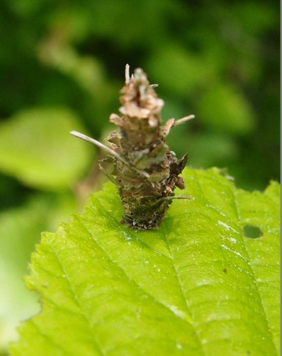 Coś z Psychidae?