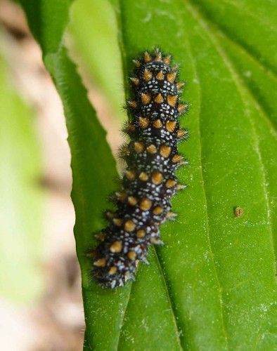 Po prostu Melitaea athalia?