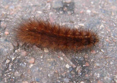 Spilosoma lubricipeda?