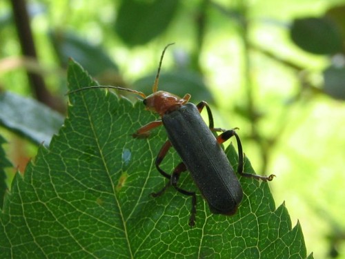 Cantharis livida — 20.05.2007.JPG