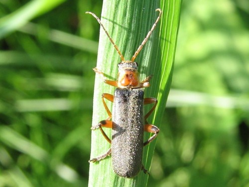 Cantharis nigricans 30.05.2008.jpg