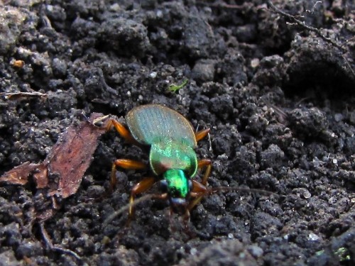 Carabus auratus 22.08.2010.JPG