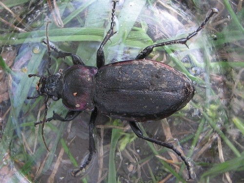 Carabus nemoralis  4.4.2009.JPG