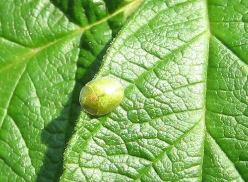 Cassida hemisphaerica — 15.08.2007.JPG