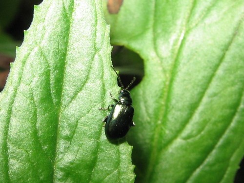 Chrysolina coerulans 22.05.2008.jpg