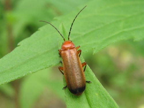 rhagonycha fulva 10.07. 2009 (2).jpg