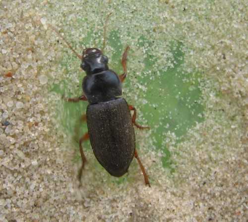 Trichotichnus nitens 2.05.2009.JPG