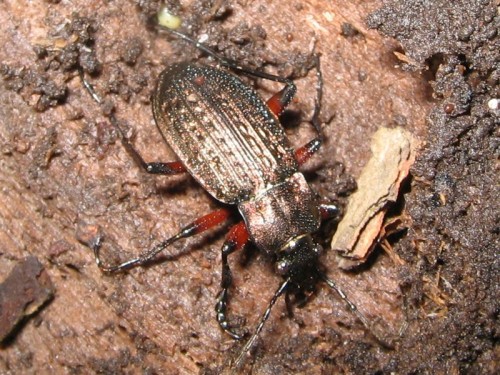 1          31.03 2009 Carabus granulatus.JPG