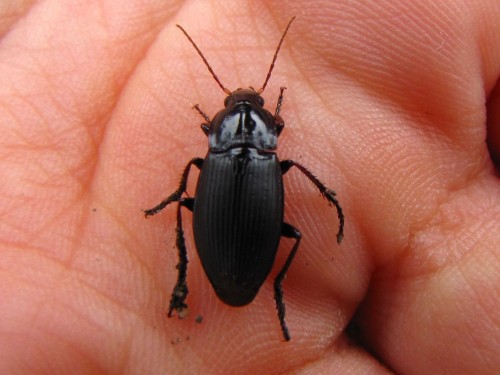 3      29.08.2009  Pterostichus  sp.JPG