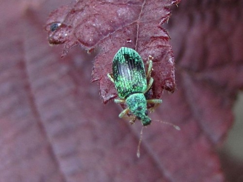 5      25.06.2009 .Phyllobius sp.JPG