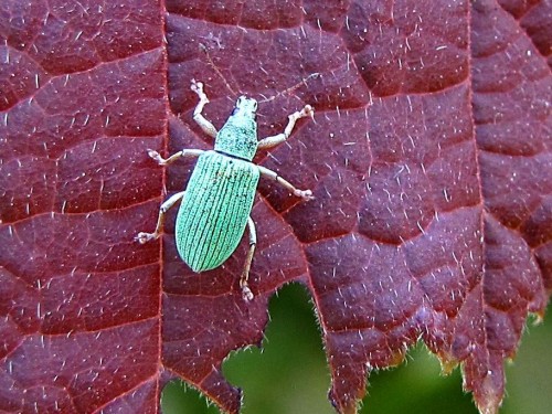 6        22.06 2011   Phyllobius sp.JPG