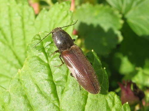 9       10.05.2008 Agriotes sp.jpg