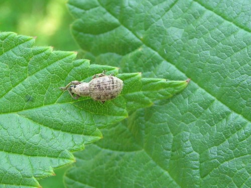 7         15.08.2007 Apionidae sp..JPG