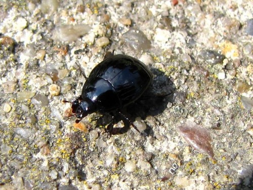 12         7.7.2009 Margarinotus brunneus.JPG