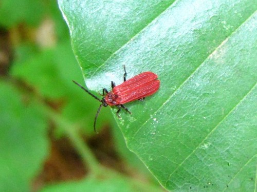 13       17.7.2009      Dictyopterus aurora     LUB          Benibotarus taygetanus.JPG