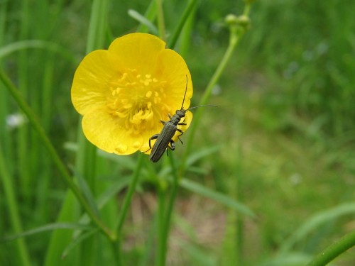 14          18.05.2008  Oedemera lurida.jpg