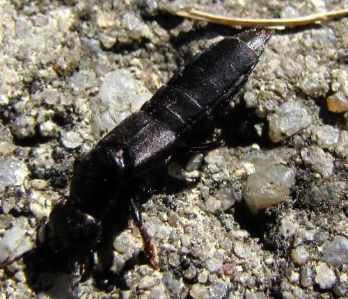 15      31.08.2009  Staphylinidae sp..JPG