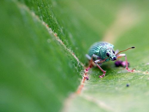 Phyllobius sp.? <br />Toruń 15.06.2017