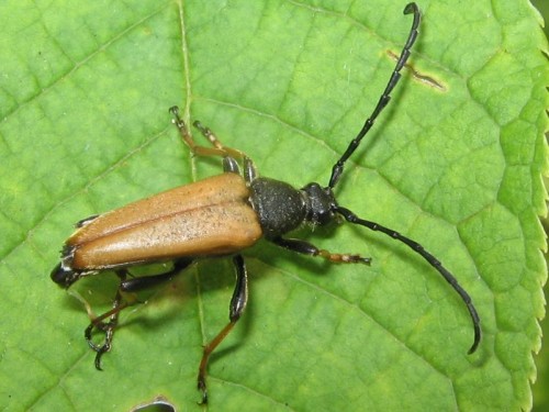 20      12.07.2008 Stictoleptura rubra samiec.jpg