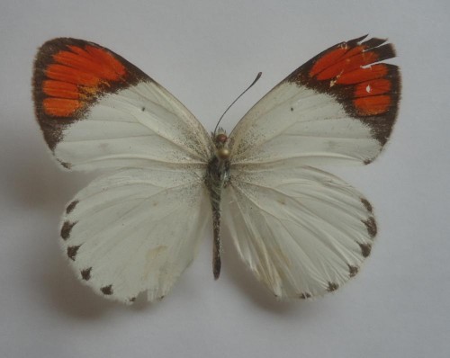 Colotis danae eupompe Klug 1829 40 mm.jpg