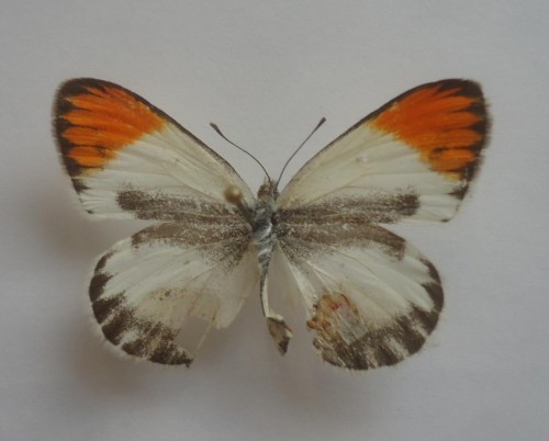 Colotis evagore antigone Boisduval 1836 31 mm.jpg