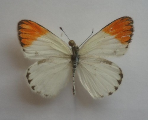 Colotis antevippe antevippe Boisduval 1836 26 mm.jpg