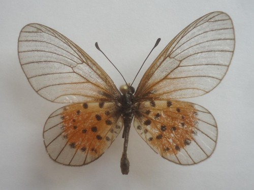 Acraea quirina quirina Fabricius 1781 38 mm.jpg