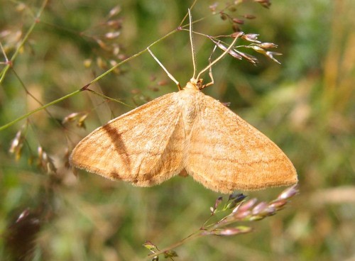 Idaea ochrata?