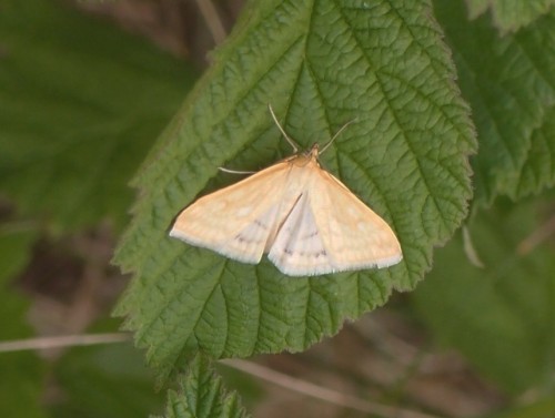 Motyl 206, Las Bartkowski, 06.17.JPG