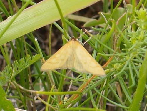 Motyl 209, Mogielnica (Skarpa), 06.17.JPG