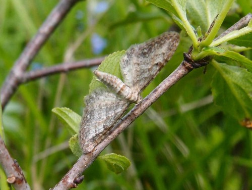 Eupithecia sp.?