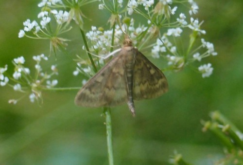 Anania lancealis?